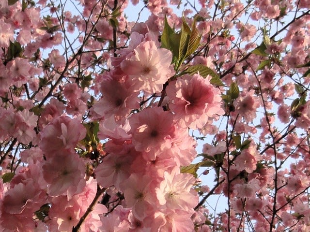 濃いピンク色の八重の桜 にゃんころりんのすっとんとん