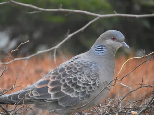 キジバト（雉鳩）