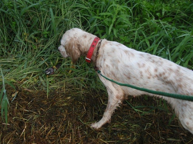 8月の訓練場 鳥猟犬訓練専門犬舎 佐倉犬舎のブログです