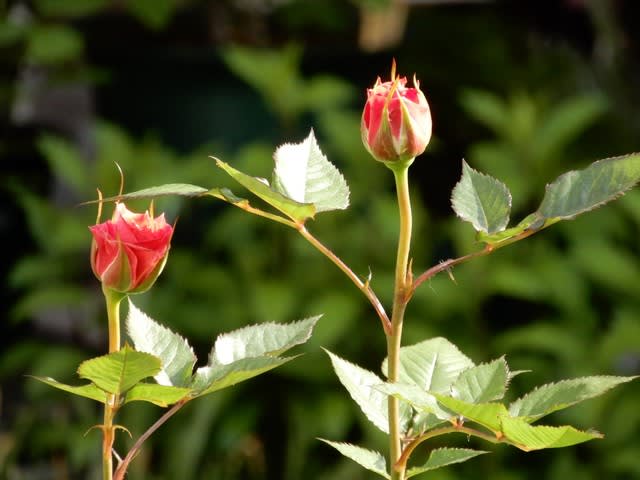 そろそろバラの開花 ミニバラ 品種不明 植物大好き 出会い ときめき 癒し