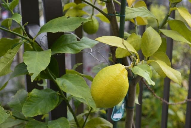 色づいたベランダのレモン 小さな庭とベランダ菜園の楽しみ I Enjoy Gardening And Growing Vegetables