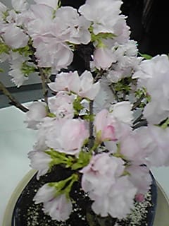 春