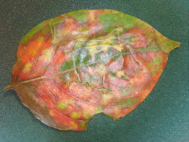 花一輪 と 初秋の京都 Garnetの部屋