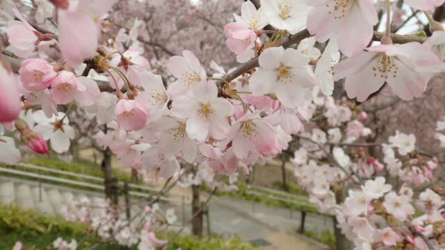 サクラ品種 神代曙 ジンダイアケボノ 東山植物園 旬の花