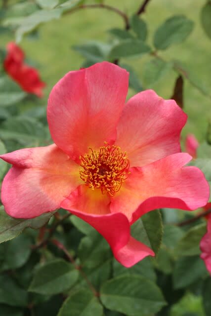 サーモンピンクの一重のバラ モーニング ミスト 春薔薇シリーズ 21 010 野の花 庭の花
