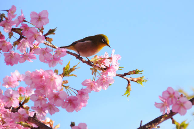 カワズサクラ