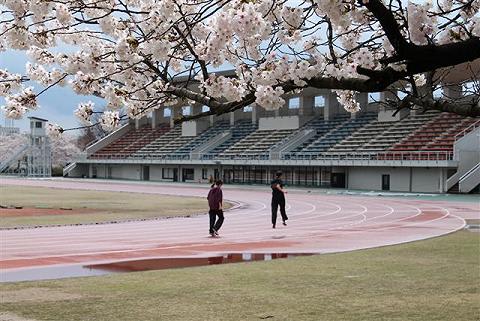 桜の花見 無料開放中 弥生の金沢市営陸上競技場 金沢暮らしの日々 努力は時々 報われる
