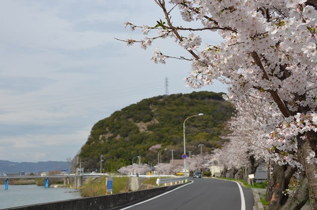 妻鹿国府山城跡 めがこうやまじょう 姫路市 黒田官兵衛ゆかりの地 なごみの花屋さん