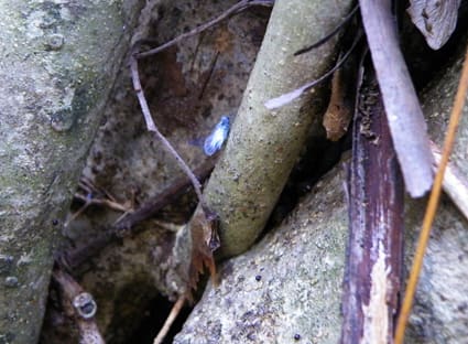 アオダモの周囲で乱舞する雪虫 トドノネオオワタムシの生活 白老の自然情報