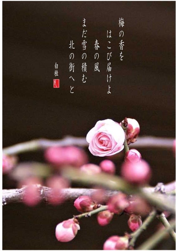 春の風 - 詩と短歌集／photo poem 雪割一華（ゆきわりいちげ）