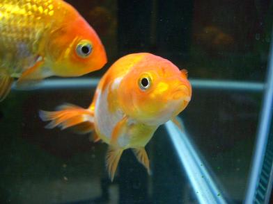 更紗2号 オス ソウルで金魚 更紗2号 オス ソウルで金魚
