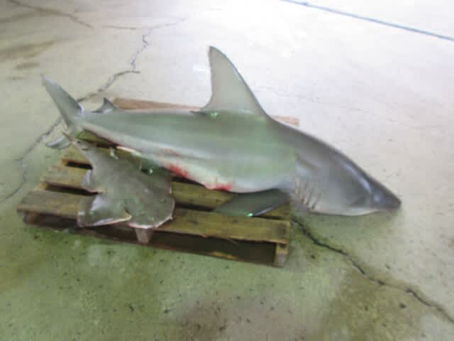 銚子のサメ のブログ記事一覧 銚子 角巳之 三代目