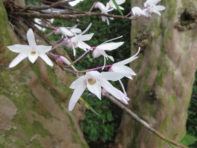ｾｯｺｸの花 高尾暮らし