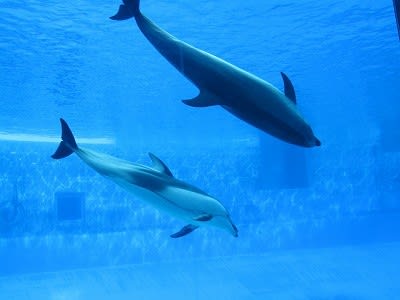 水族館 のブログ記事一覧 新 日記どす ｄｏｓ