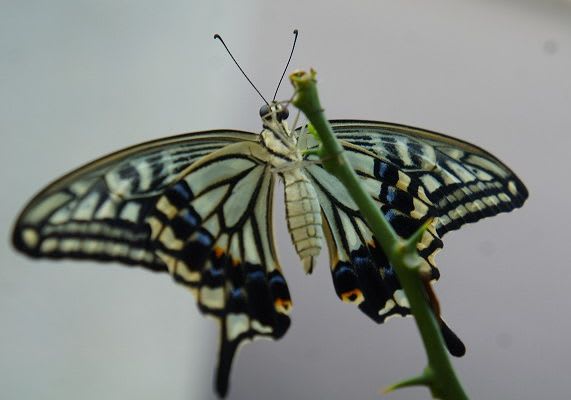 アゲハ蝶の羽化 Hiroの花便り