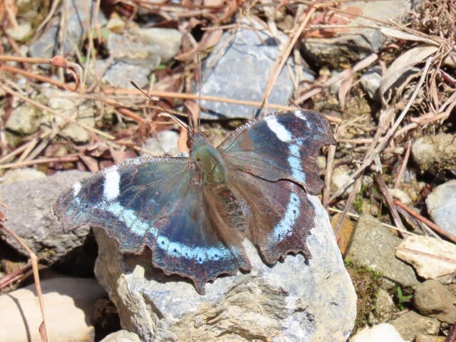 高ボッチ高原・鉢伏山で最近見る事の出来る昆虫　ルリタテハ（瑠璃立羽）