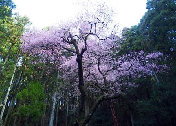 福智山 虎尾桜 源氏桜 平氏桜 満開 桜ん坊の山歩物語