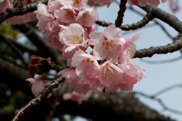 大寒桜三分咲き 季節の花