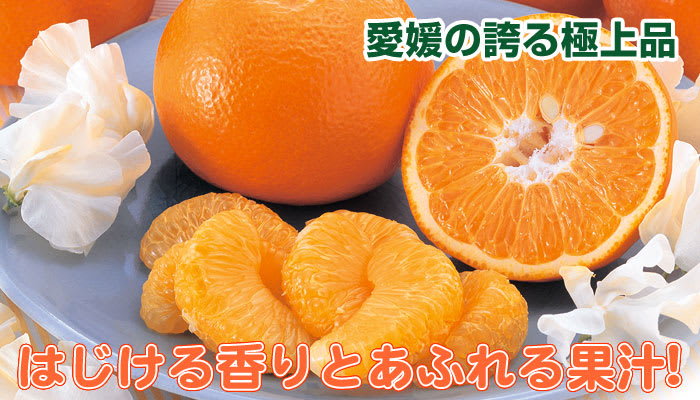 一色本店 ネルネット 白 中 デコポン・清見タンゴール・せとか 柑橘用 K-21 50枚入り 通販