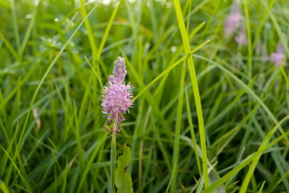 ひっそりと咲くツルボの花 京都園芸倶楽部の元ブログ管理人の書笈