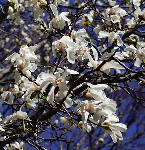 春の花みつけた 木の花 3月 4月 千葉 山と葉っぱと猫が好き