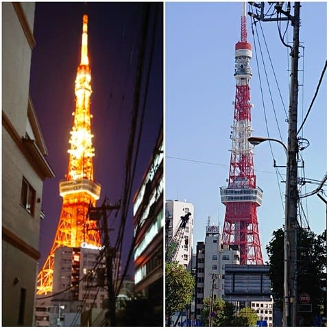 リニューアル東京タワー Saoの猫日和 リニューアル東京タワー Saoの猫日和