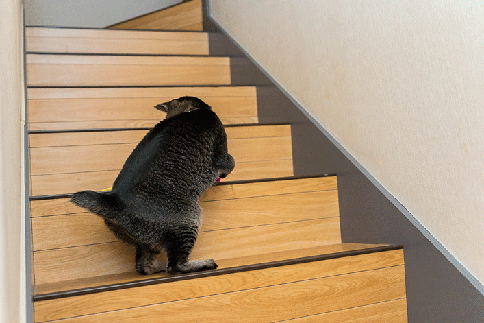 16年2月のブログ記事一覧 ねこのひとりごと