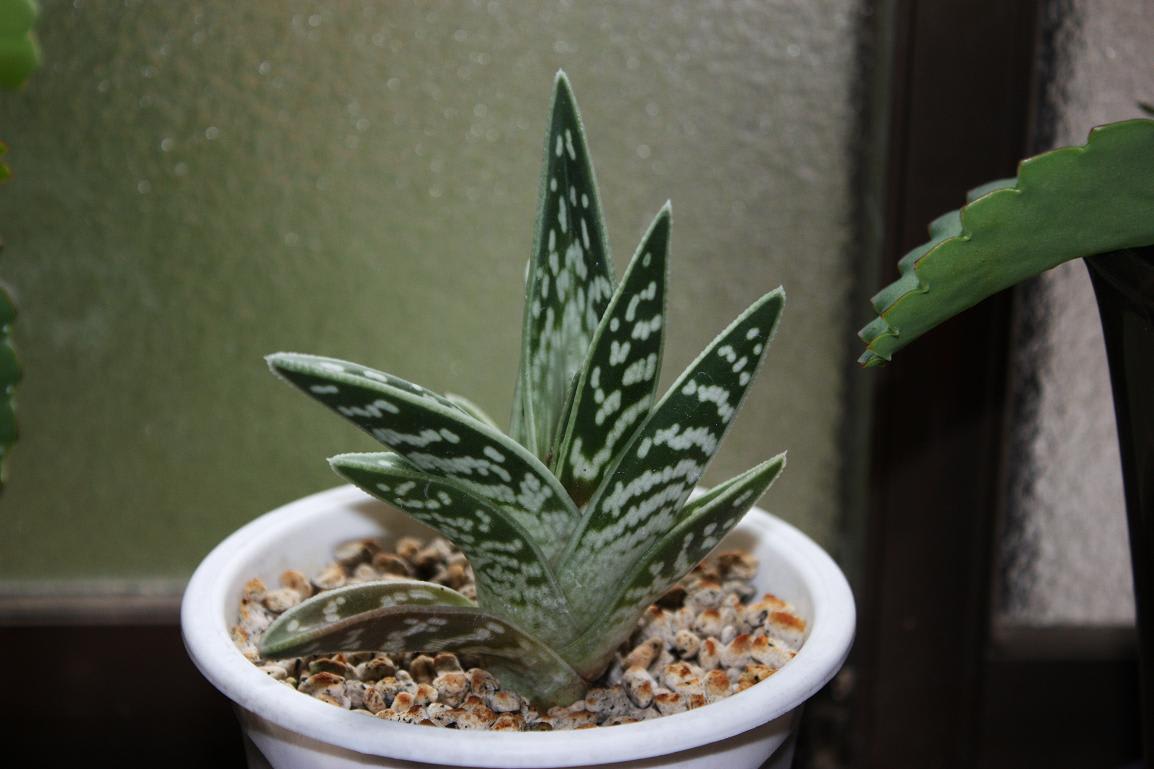 千代田錦（多肉植物）の画像