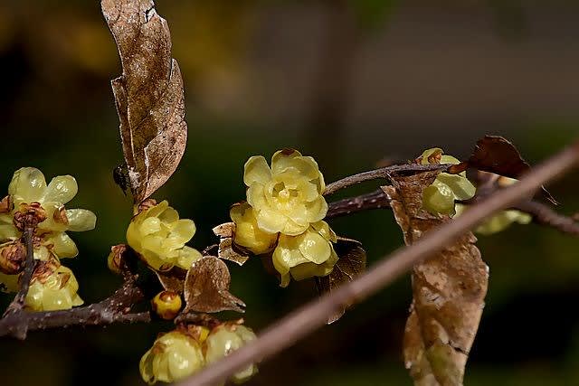 1 11 植物園 第1部 素心蝋梅 ソシンロウバイ らしく撮れました カメの散歩パート3 1 11 植物園 第1部 素心蝋梅 ソシンロウバイ らしく撮れました カメの散歩パート3
