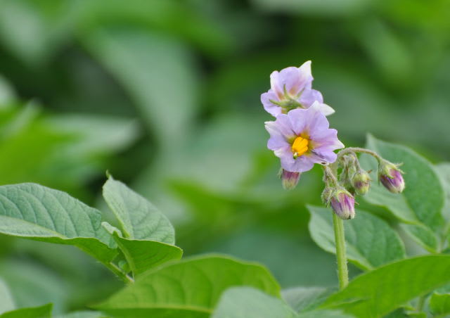 馬鈴薯の花三色 行く川の流れ