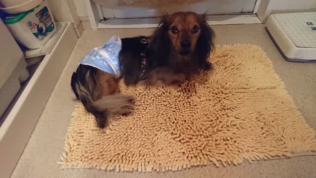 とわくんだよ 保護犬 猫のいい日旅立ち