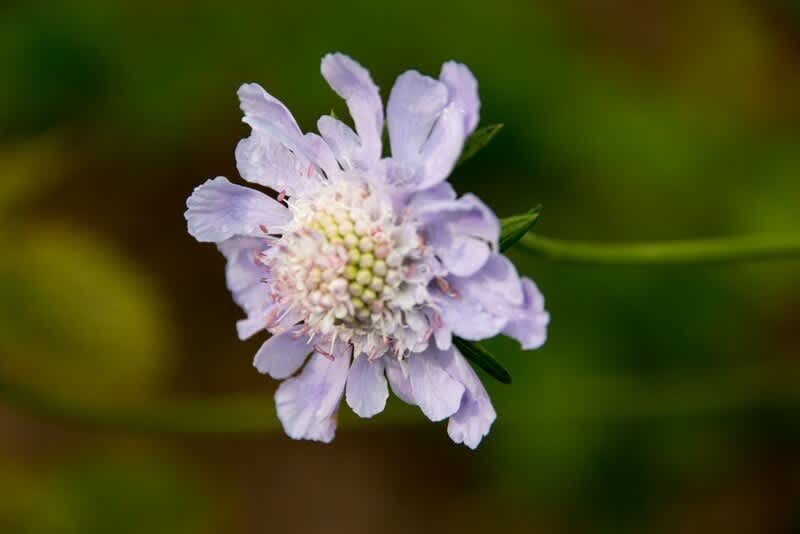 マツムシソウ 優しい藤色の花が風に揺れる 日本固有種 フルートおじさんの八ヶ岳日記