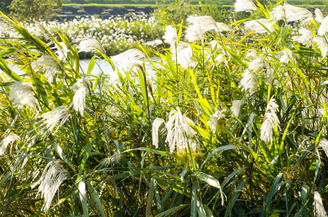 ススキ ヒゲオヤジ 花と写真のetc