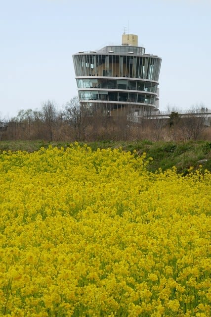 ビュー福島潟と菜の花畑 マッタリ風景