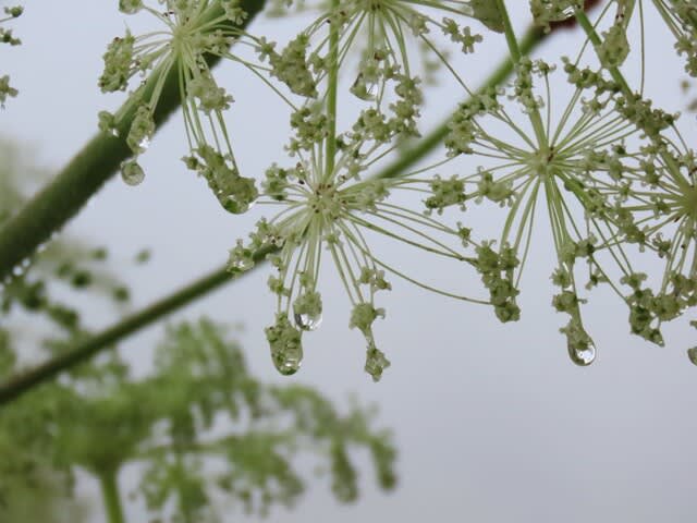 鉢伏山荘管理棟前のシシウド（猪独活