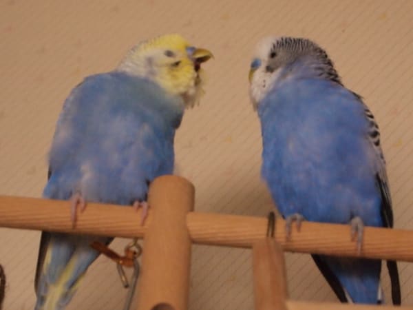 今日もかわいい鳥さんたち 鳥バカ日記