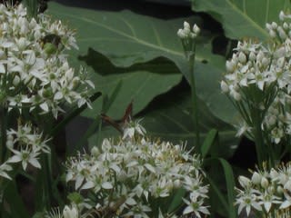 芹の花にやって来た蝶3種 お花が好き ぼおっと眺める草木との時間を記録して