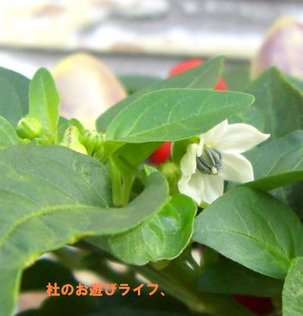 鑑賞用野菜の花 五色唐辛子 ゴシキトウガラシ 杜のお遊びライフ