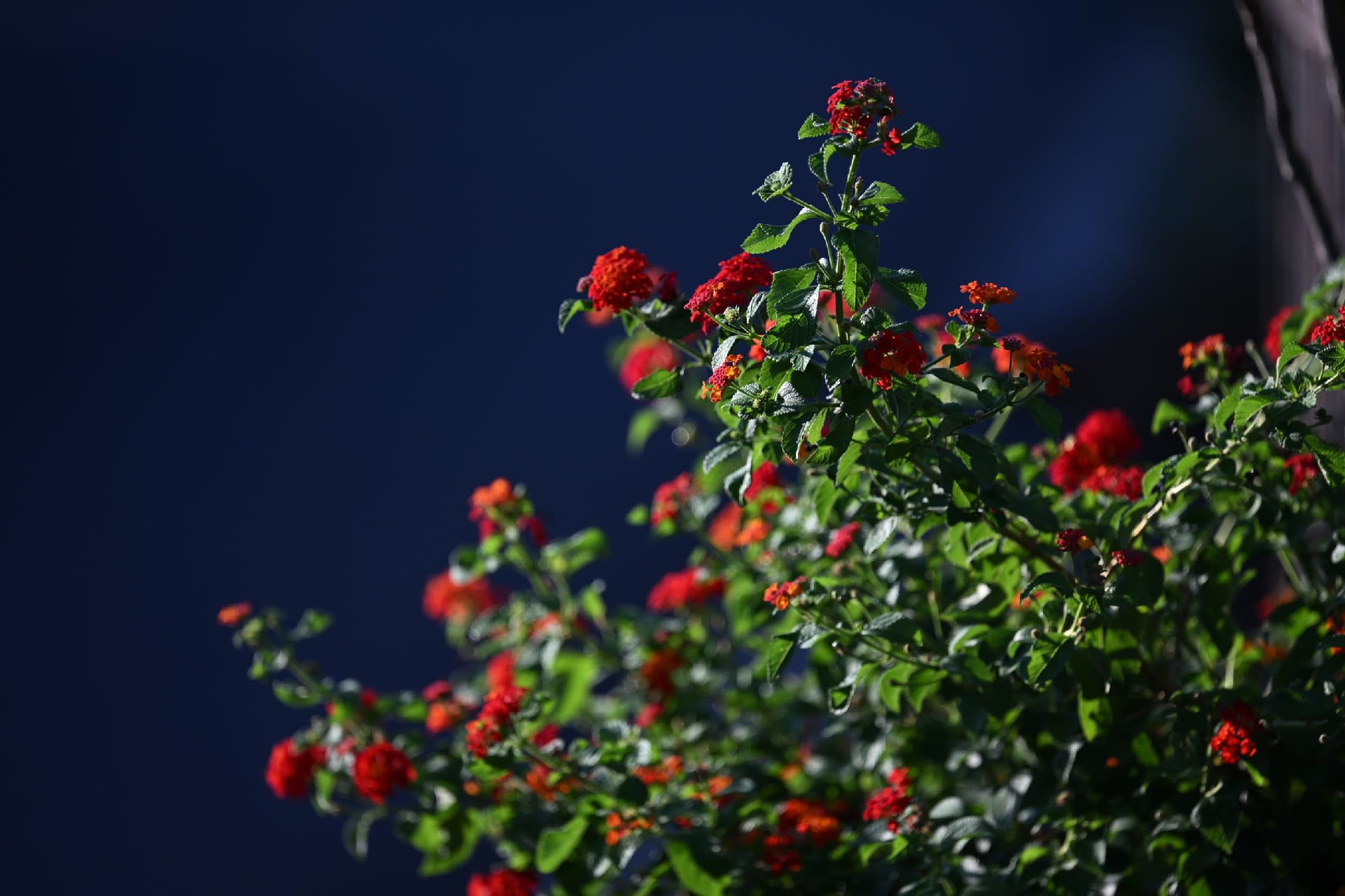 Nikon Z6ⅢとAF-S NIKKOR 300mm f/4E PF ED VR - 気ままに撮り歩き Nikon Z6ⅢとAF-S NIKKOR 300mm f/4E PF ED VR - 気ままに撮り歩き
