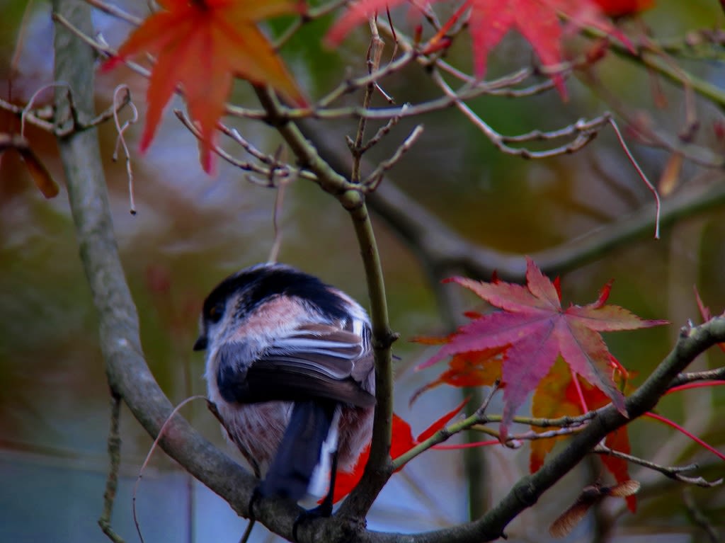 紅葉狩りのエナガさん♪の画像