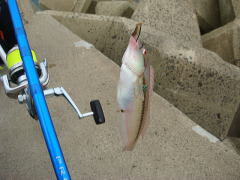 キュウセンは美味しいのか Jcaの激闘 投げ釣り戦記 キュウセンは美味しいのか Jcaの激闘 投げ釣り戦記