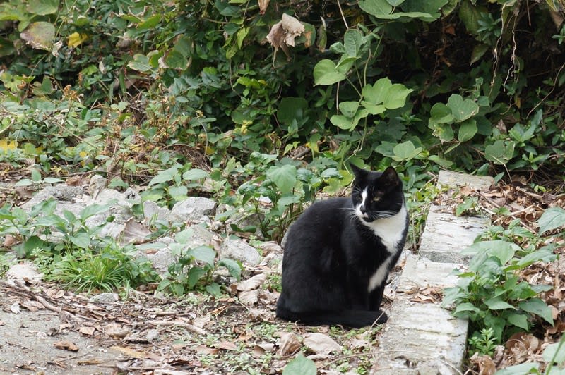 江ノ島の猫 風を感じて 山風日記