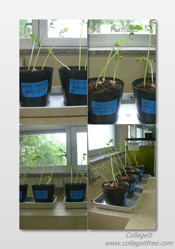 植物の発芽と成長 小学校５年生 恩納村立 仲泊小中学校 これまでの記録