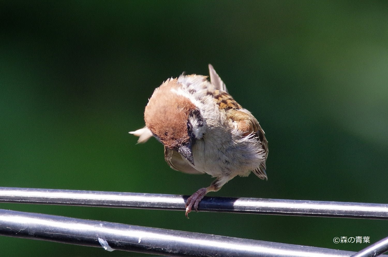 電線雀 森の青葉 Borgで身近な野鳥撮影ブログ 電線雀 森の青葉 Borgで身近な野鳥撮影ブログ