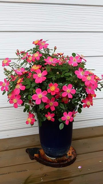 友人のバラ盆栽 ミモザの花咲く庭から 友人のバラ盆栽 ミモザの花咲く庭から