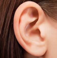 耳は何から進化したのか 小寄道