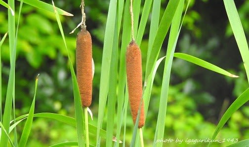 ガマ 蒲 身近な写真２