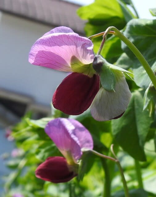 さやえんどう豆の花と淡い赤紫のオステオスペルマムの花 愛媛県宇和島市からの良いたより