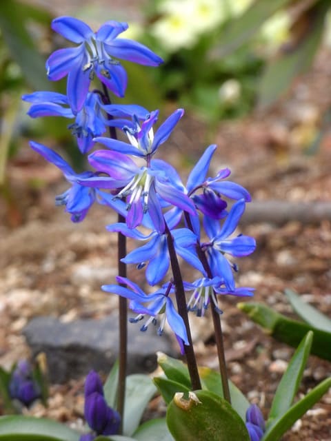 シラー シベリカ 光が丘公園 花をみるだけ