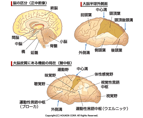 高次脳機能障害について センスプロデュース研究所 高次脳機能障害について センスプロデュース研究所